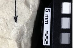 Foto (Detailansicht) von Mecochirus sp. (NHMW-GEO-1990-0041-0213)